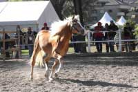 Artist - p�edveden� ve volnosti. Pro zv�t�en� klikn�te