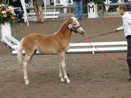 Nejdra��� vydra�en� klisni�ka