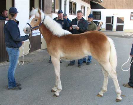 Prodej klisni�ek po dra�b�