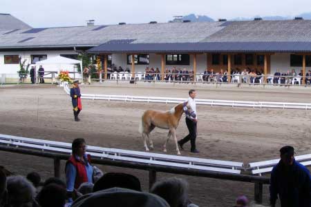 Klisni�ka Fella po otci Nordtirol - nejdra��� vydra�en� klisna