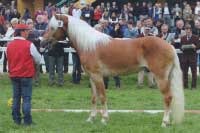 W-Ombromanto po Wintersturm obsadil 6. m�sto. Pro zv�t�en� klikn�te