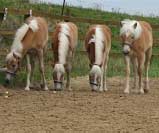 Nakoupen� klisny ve sv�m nov�m domov�. Pro zv�t�en� klikn�te