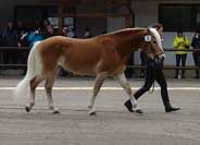 Adrin. Pro zv�t�en� klikn�te