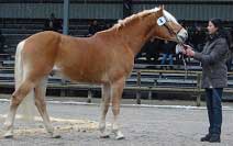 Amerigo. Pro zv�t�en� klikn�te