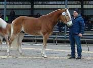 Sternw�chter. Pro zv�t�en� klikn�te