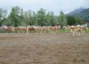 St�do mlad�ch h�ebe�k� v Ebbsu. Pro zv�t�en� klikn�te