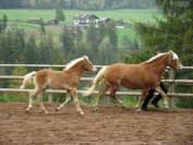 Klisna s h��b�tem z chovu pana Oberkoflera. Pro zv�t�en� klikn�te