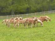 Mlad� kon� jsou ve v�b�hu a� do konce ��jna. Pro zv�t�en� klikn�te