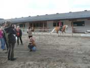 P�edveden� plemenn�ho h�ebce Abendsterna. Pro zv�t�en� klikn�te