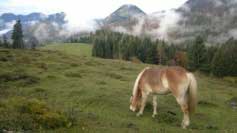 N�v�t�va almu, kde tr�v� sez�nu mlad� h�ebe�ci. Pro zv�t�en� klikn�te