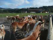 Skupina odstaven�ch h�ebe�k�, kte�� byli p�edvybr�ni jako potenci�ln� plemen�ci. Pro zv�t�en� klikn�te