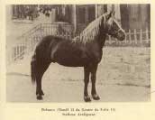 H�ebec Bolzano, rok 1915. Pro zv�t�en� klikn�te