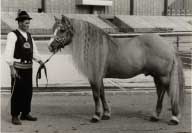 Prvn� v�sledky �lecht�n� na maso. Pro zv�t�en� klikn�te