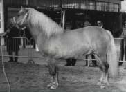 Masn� typ haflinga, 70. l�ta. Pro zv�t�en� klikn�te