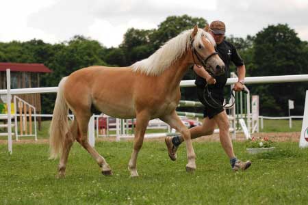 Jedno z loni importovan�ch h��bat - Adam po Atlantic
