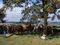 Ilustra�n� foto. Pro zv�t�en� klikn�te