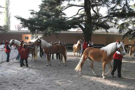 Nejlep�� h�ebci p�ed vyhl�en�m v prostoru paddocku