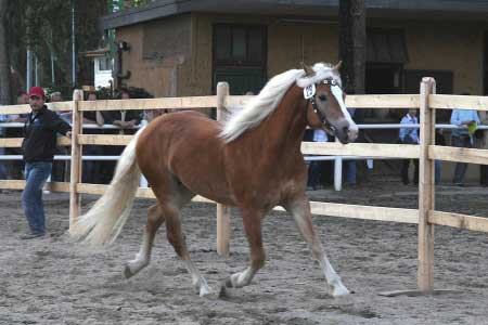 Hodnocen� ve volnosti - h�ebec Artist po otci Antinor