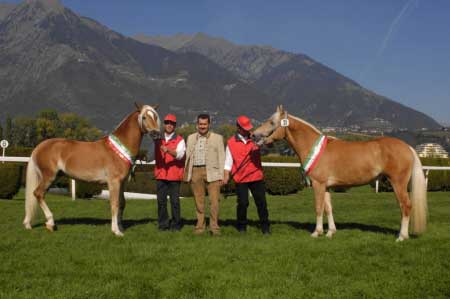 Alois Schweigkofler s dv�ma nejlep��mi h�ebci (Amo B vlevo, Big Babol vpravo)