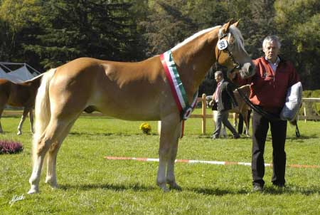 V�t�z k�rungu Akki