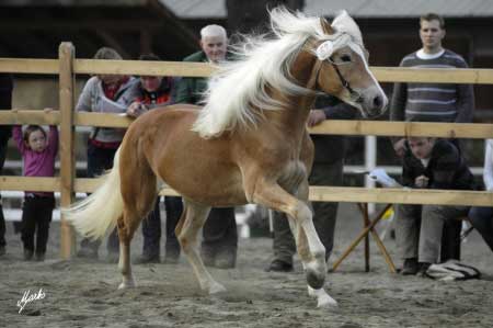 Vice�ampion Noville p�i hodnocen� ve volnosti