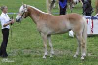 Nelke - neharmonick� klisna v prvn� t��d�. Pro zv�t�en� klikn�te