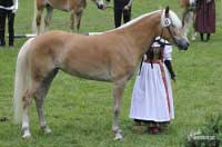 Nena s odznakem na zadn� noze. Pro zv�t�en� klikn�te