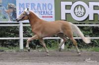 V�t�zn� klisna v klusu. Pro zv�t�en� klikn�te