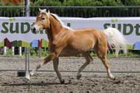 Druh� nejlep�� - Oktavia. Pro zv�t�en� klikn�te