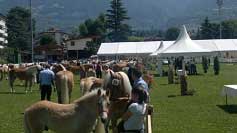 Zemsk� v�stavy v Meranu se ��astnilo asi 200 hafling�. Pro zv�t�en� klikn�te