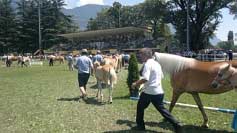 Kon� byli rozd�lini do sedmi t��d. Pro zv�t�en� klikn�te