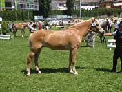 Zato sedmilet� klisna Nena po otci Antinor zv�t�zila ve t��d� 5 - 7 let�ch klisen. Pro zv�t�en� klikn�te