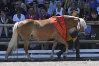 Astra - v�t�zka nejstar�� t��dy klisen a tak� kolekc� potomstva. Pro zv�t�en� klikn�te