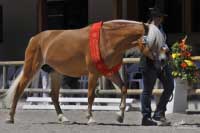 Nejlep�� sedmilet� klisna, Decolores. Pro zv�t�en� klikn�te