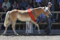 Novembreschnee se p�edvedl ve v�t�zn� linii h�ebc� a jako v�t�zro�n�ch h�ebc�. Pro zv�t�en� klikn�te