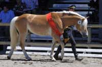 Nejlep�� dvoulet� h�ebec, Amedi. Pro zv�t�en� klikn�te