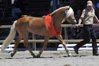 Stilton bral st��bro mezi t��let�mi h�ebci a tak� mezi mlad�mi h�ebci celkov�. Pro zv�t�en� klikn�te