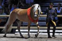 Rezervn� �ampion cel� v�stavy mezi plemen�ky - Stainz. Pro zv�t�en� klikn�te