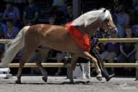 Nejlep�� h�ebec na v�stav� - Abendstern. Pro zv�t�en� klikn�te