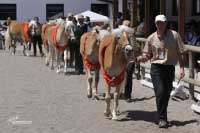 Kolekce ro�n�ch klisen. Pro zv�t�en� klikn�te