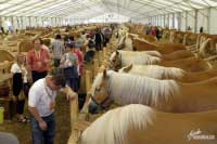 Stan pro klisny. Pro zv�t�en� klikn�te