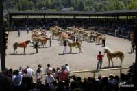 Nordtirol s kolekc� 66 potomk�. Pro zv�t�en� klikn�te