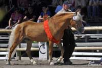 Zaslou�il� plemen�k Nabucco m� po cel�m sv�t� p�es tis�covku potomk�. Pro zv�t�en� klikn�te