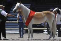 Nejlep�� dvoulet� klisna, Nobilie. Pro zv�t�en� klikn�te