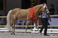 �ampionka mlad�ch klisen, t��let� Athena. Pro zv�t�en� klikn�te