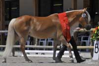 V�t�zka p�tilet�ch klisen a celkov� v�t�zka mezi klisnami, Alexandria. Pro zv�t�en� klikn�te