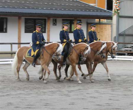 Plemenn� h�ebci v uk�zce pod sedlem