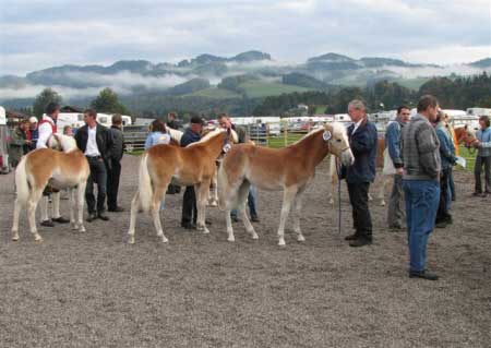 Klisni�ky p�ipraven� na aukci h��bat