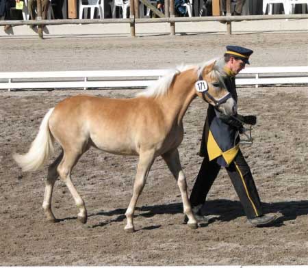 Nejdra��� vydra�en� klisni�ka