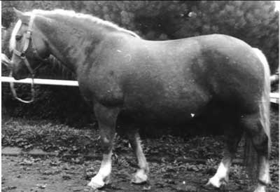 K305 Lady - foto z r. 1989